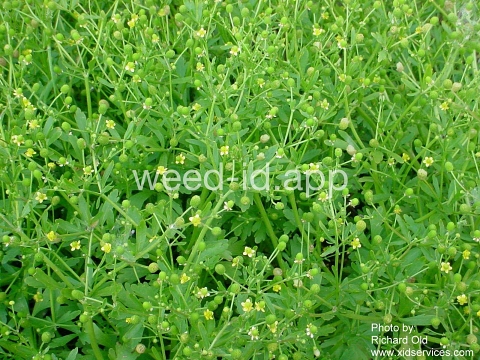 buttercup, crowfoot